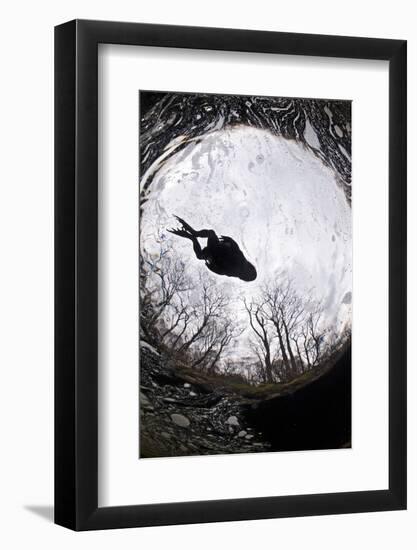 Common Toad (Bufo Bufo) in Water, Seen from a Low, Wide Perspective with Trees on the Bank Visible-Alex Mustard-Framed Photographic Print