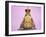 Common Toad 'Frog Prince' Wearing Crown-null-Framed Photographic Print