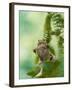 Common Toad Swimming Underwater-null-Framed Photographic Print