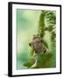 Common Toad Swimming Underwater-null-Framed Photographic Print