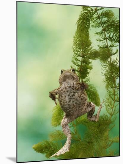 Common Toad Swimming Underwater-null-Mounted Photographic Print