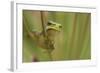 Common Tree Frog (Hyla Arborea) on Flowering Rush (Butomus Umbellatus) Bulgaria, May 2008. Wwe Book-Nill-Framed Photographic Print