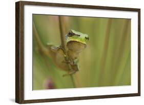 Common Tree Frog (Hyla Arborea) on Flowering Rush (Butomus Umbellatus) Bulgaria, May 2008. Wwe Book-Nill-Framed Photographic Print