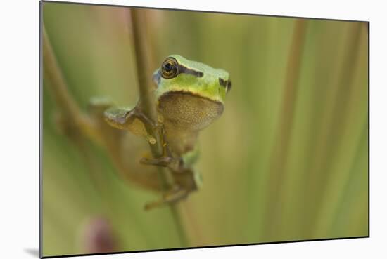 Common Tree Frog (Hyla Arborea) on Flowering Rush (Butomus Umbellatus) Bulgaria, May 2008. Wwe Book-Nill-Mounted Photographic Print