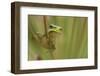 Common Tree Frog (Hyla Arborea) on Flowering Rush (Butomus Umbellatus) Bulgaria, May 2008. Wwe Book-Nill-Framed Photographic Print