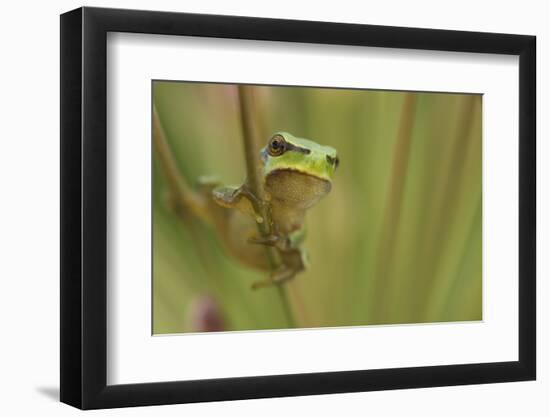 Common Tree Frog (Hyla Arborea) on Flowering Rush (Butomus Umbellatus) Bulgaria, May 2008. Wwe Book-Nill-Framed Photographic Print