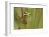 Common Tree Frog (Hyla Arborea) on Flowering Rush (Butomus Umbellatus) Bulgaria, May 2008. Wwe Book-Nill-Framed Photographic Print