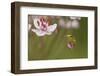 Common Tree Frog (Hyla Arborea) on Flowering Rush (Butomus Umbellatus) Bulgaria, May-Nill-Framed Photographic Print