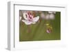 Common Tree Frog (Hyla Arborea) on Flowering Rush (Butomus Umbellatus) Bulgaria, May-Nill-Framed Photographic Print