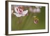 Common Tree Frog (Hyla Arborea) on Flowering Rush (Butomus Umbellatus) Bulgaria, May-Nill-Framed Photographic Print