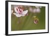 Common Tree Frog (Hyla Arborea) on Flowering Rush (Butomus Umbellatus) Bulgaria, May-Nill-Framed Photographic Print