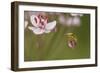 Common Tree Frog (Hyla Arborea) on Flowering Rush (Butomus Umbellatus) Bulgaria, May-Nill-Framed Photographic Print