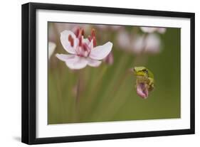 Common Tree Frog (Hyla Arborea) on Flowering Rush (Butomus Umbellatus) Bulgaria, May-Nill-Framed Photographic Print