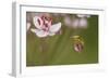 Common Tree Frog (Hyla Arborea) on Flowering Rush (Butomus Umbellatus) Bulgaria, May-Nill-Framed Photographic Print