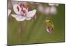 Common Tree Frog (Hyla Arborea) on Flowering Rush (Butomus Umbellatus) Bulgaria, May-Nill-Mounted Photographic Print