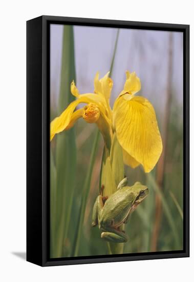 Common Treefrog on Yellow Flag-null-Framed Stretched Canvas