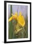 Common Treefrog on Yellow Flag-null-Framed Photographic Print