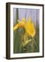 Common Treefrog on Yellow Flag-null-Framed Photographic Print