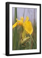 Common Treefrog on Yellow Flag-null-Framed Photographic Print