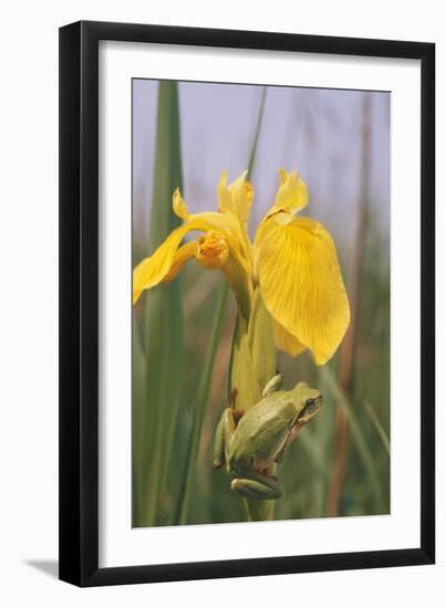 Common Treefrog on Yellow Flag-null-Framed Photographic Print