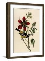 Common Troupial-John James Audubon-Framed Art Print