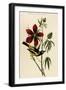 Common Troupial-John James Audubon-Framed Art Print