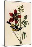 Common Troupial-John James Audubon-Mounted Art Print