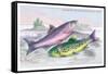 Common Trout and Northern Char-Robert Hamilton-Framed Stretched Canvas