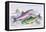 Common Trout and Northern Char-Robert Hamilton-Framed Stretched Canvas