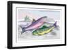 Common Trout and Northern Char-Robert Hamilton-Framed Art Print