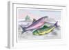 Common Trout and Northern Char-Robert Hamilton-Framed Art Print