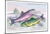 Common Trout and Northern Char-Robert Hamilton-Mounted Art Print