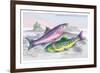 Common Trout and Northern Char-Robert Hamilton-Framed Art Print