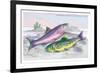 Common Trout and Northern Char-Robert Hamilton-Framed Art Print