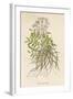 Common Valerian or Garden Heliotrope-null-Framed Art Print