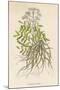 Common Valerian or Garden Heliotrope-null-Mounted Art Print