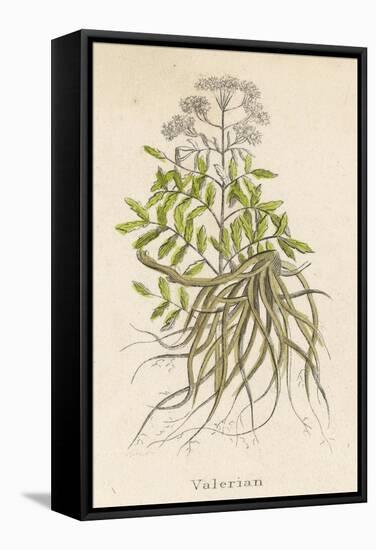 Common Valerian or Garden Heliotrope-null-Framed Stretched Canvas