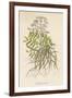 Common Valerian or Garden Heliotrope-null-Framed Art Print