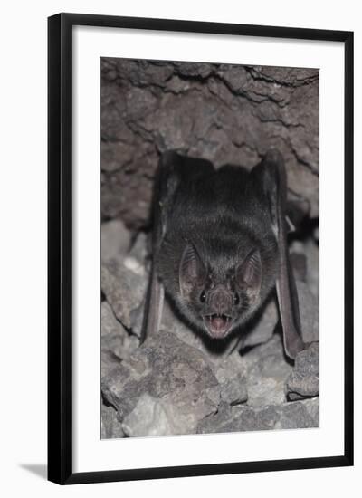 Common Vampire Bat (Desmodus Rotundus) at Roost, Sonora, Mexico-Barry Mansell-Framed Photographic Print