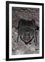 Common Vampire Bat (Desmodus Rotundus) at Roost, Sonora, Mexico-Barry Mansell-Framed Photographic Print