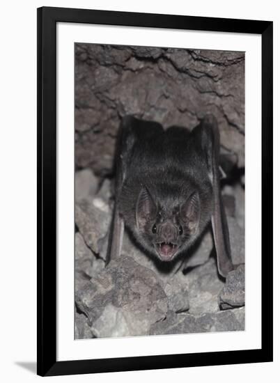 Common Vampire Bat (Desmodus Rotundus) at Roost, Sonora, Mexico-Barry Mansell-Framed Photographic Print