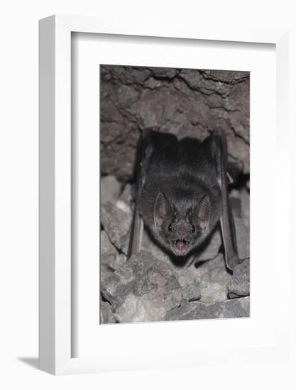 Common Vampire Bat (Desmodus Rotundus) at Roost, Sonora, Mexico-Barry Mansell-Framed Photographic Print