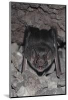 Common Vampire Bat (Desmodus Rotundus) at Roost, Sonora, Mexico-Barry Mansell-Mounted Photographic Print