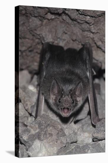Common Vampire Bat (Desmodus Rotundus) at Roost, Sonora, Mexico-Barry Mansell-Stretched Canvas