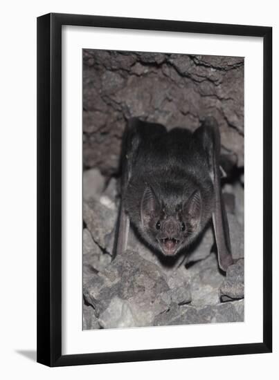 Common Vampire Bat (Desmodus Rotundus) at Roost, Sonora, Mexico-Barry Mansell-Framed Photographic Print