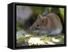 Common Vole, (Microtus Arvalis), Bielefeld, Nordrhein Westfalen, Germany-Thorsten Milse-Framed Stretched Canvas