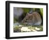 Common Vole, (Microtus Arvalis), Bielefeld, Nordrhein Westfalen, Germany-Thorsten Milse-Framed Photographic Print