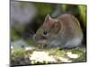 Common Vole, (Microtus Arvalis), Bielefeld, Nordrhein Westfalen, Germany-Thorsten Milse-Mounted Photographic Print