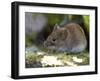 Common Vole, (Microtus Arvalis), Bielefeld, Nordrhein Westfalen, Germany-Thorsten Milse-Framed Photographic Print