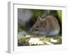 Common Vole, (Microtus Arvalis), Bielefeld, Nordrhein Westfalen, Germany-Thorsten Milse-Framed Photographic Print